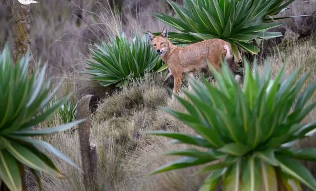 Bale Mountains National Park – Nature & Wildlife Paradise